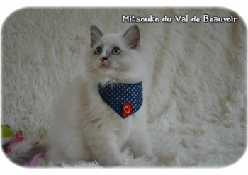 femelle blue point-mitted 